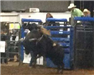 Bull and Bull Rider